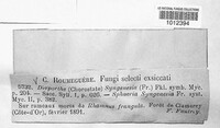 Diaporthe syngenesia image